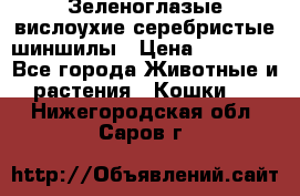 Зеленоглазые вислоухие серебристые шиншилы › Цена ­ 20 000 - Все города Животные и растения » Кошки   . Нижегородская обл.,Саров г.